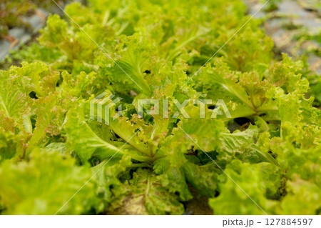 Smart farming techniques hydroponic salad vegetables red oak green lettuce ensuring fresh sustainable produce fresh produce sustainable agriculture promotes healthy eating support local community. 127884597