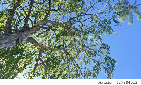 木漏れ日 127884612