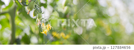 Smart farming techniques hydroponic salad vegetables technology tomato red green ensuring fresh sustainable produce agriculture promotes healthy eating support farmer living local community non gmo 127884656