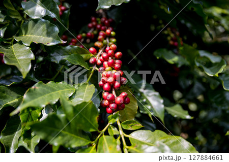 Farmer concept harvest ripe coffee seed robusta arabica berry close up fresh green leaf bean picking orange crop red yellow berries raw plant tree smart farm growth blur background eco organic garden Farmer concept harvest ripe coffee seed robusta arabica berry close up fresh green leaf bean picking orange crop red yellow berries raw plant tree smart farm growth blur background eco organic garden 127884661