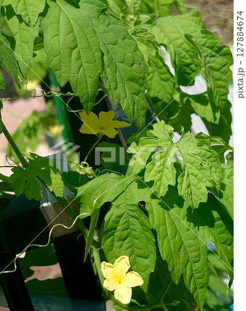 Bitter melon 真夏の家庭菜園で育てる夏野菜，ゴーヤ(ゴーヤー)の花，クローズアップ接写 127884674