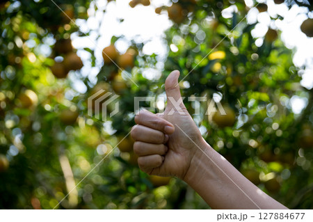 Business farm ripe orange concept farmer hand pick nature fruit citrus orchard mandarin tree growing organic lush leaves background green vibrant garden crop leaf laden branches plant close up growth Business farm ripe orange concept farmer hand pick nature fruit citrus orchard mandarin tree growing organic lush leaves background green vibrant garden crop leaf laden branches plant close up growth 127884677