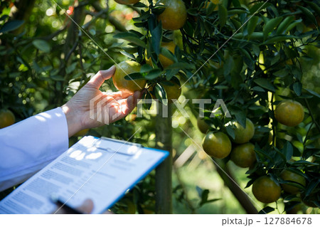 Business farm ripe orange concept farmer hand pick nature fruit citrus orchard mandarin tree growing organic lush leaves background green vibrant garden crop leaf laden branches plant close up growth 127884678