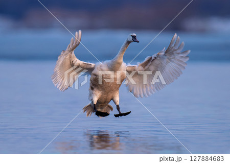 Mute swan flies gracefully over calm waters in the evening light 127884683