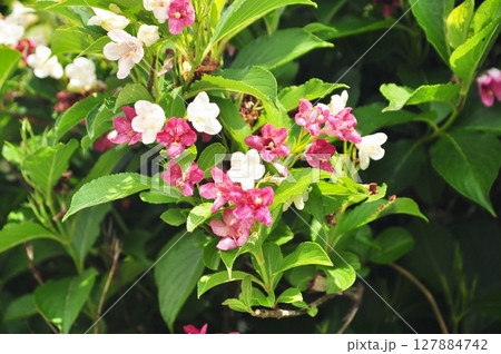 初夏に咲く色鮮やかなタニウツギの花 初夏に咲く色鮮やかなタニウツギの花 127884742