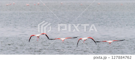 Flamingos near Walvis Bay 127884762