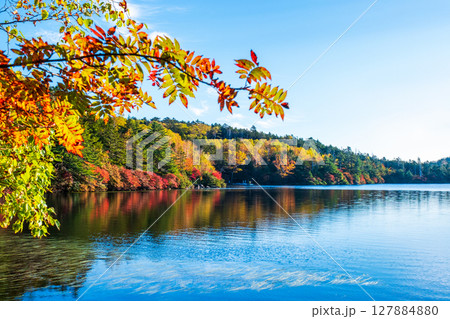 秋の白駒池 127884880