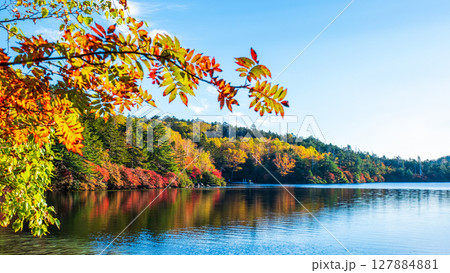 秋の白駒池 127884881