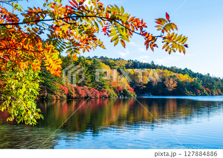 秋の白駒池 127884886