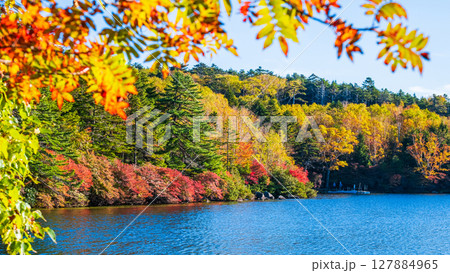 秋の白駒池 127884965