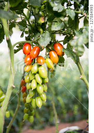 Smart farming techniques hydroponic salad vegetables technology tomato red green ensuring fresh sustainable produce agriculture promotes healthy eating support farmer living local community non gmo Smart farming techniques hydroponic salad vegetables technology tomato red green ensuring fresh sustainable produce agriculture promotes healthy eating support farmer living local community non gmo 127884993