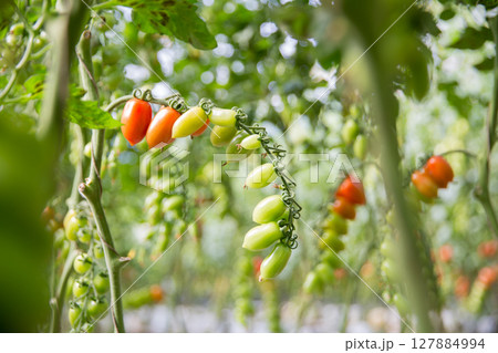 Smart farming techniques hydroponic salad vegetables technology tomato red green ensuring fresh sustainable produce agriculture promotes healthy eating support farmer living local community non gmo 127884994