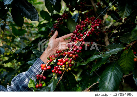 Farmer concept hand harvest ripe coffee seed robusta arabica berry close up fresh green leaf bean picking orange crop red yellow berries raw plant tree farm growth blur background eco organic garden Farmer concept hand harvest ripe coffee seed robusta arabica berry close up fresh green leaf bean picking orange crop red yellow berries raw plant tree farm growth blur background eco organic garden 127884996