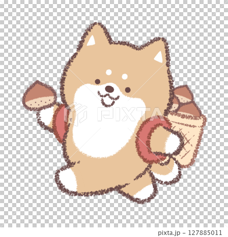 柴犬採摘栗子 127885011