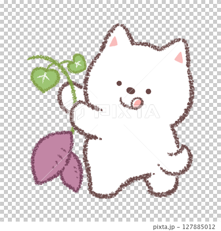 芋ほりをする白柴犬 127885012