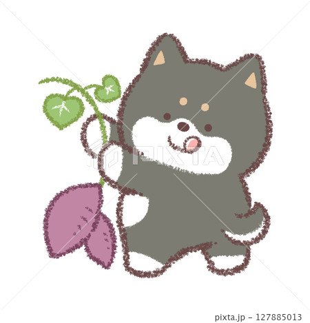 芋ほりをする黒柴犬 芋ほりをする黒柴犬 127885013