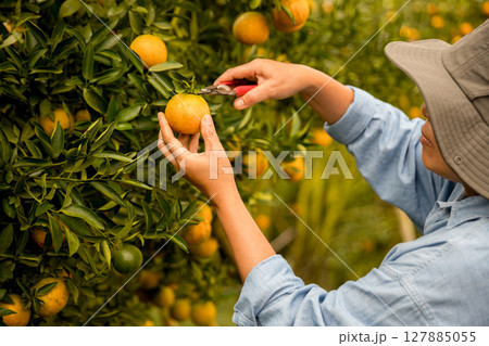 Business farm ripe orange concept farmer hand pick nature fruit citrus orchard mandarin tree growing organic lush leaves background green vibrant garden crop leaf laden branches plant close up growth Business farm ripe orange concept farmer hand pick nature fruit citrus orchard mandarin tree growing organic lush leaves background green vibrant garden crop leaf laden branches plant close up growth 127885055