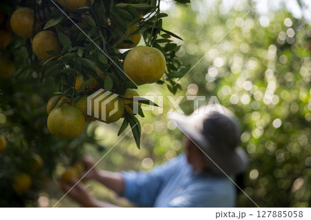Business farm ripe orange concept farmer hand pick nature fruit citrus orchard mandarin tree growing organic lush leaves background green vibrant garden crop leaf laden branches plant close up growth 127885058