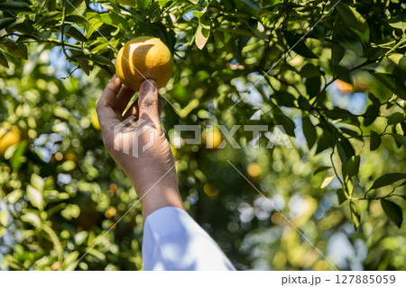 Business farm ripe orange concept farmer hand pick nature fruit citrus orchard mandarin tree growing organic lush leaves background green vibrant garden crop leaf laden branches plant close up growth 127885059