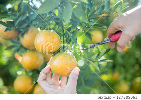 Business farm ripe orange concept farmer hand pick nature fruit citrus orchard mandarin tree growing organic lush leaves background green vibrant garden crop leaf laden branches plant close up growth 127885063