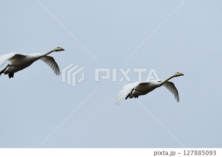 ひらりと飛んできた白鳥 127885093