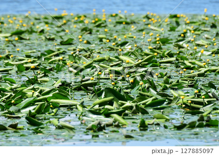 コウホネが咲く初夏の沼 127885097