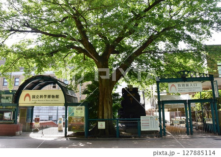 台東区　上野公園の東京国立科学博物館と新緑 127885114