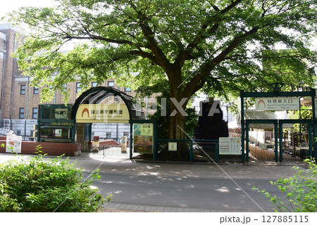 台東区 上野公園の森林散策路と東京国立科学博物館 台東区 上野公園の森林散策路と東京国立科学博物館 127885115