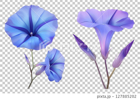 朝顔 127885202