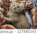 寛ぎながら見上げる子猫 127885243