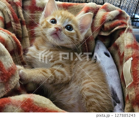 寛ぎながら見上げる子猫 127885243