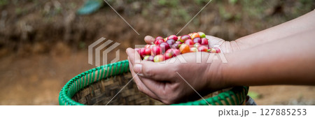 Farmer concept hand harvest ripe coffee seed robusta arabica berry close up fresh green leaf bean picking orange crop red yellow berries raw plant tree farm growth blur background eco organic garden Farmer concept hand harvest ripe coffee seed robusta arabica berry close up fresh green leaf bean picking orange crop red yellow berries raw plant tree farm growth blur background eco organic garden 127885253