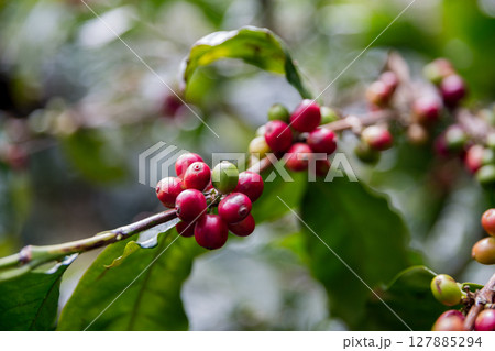 Farmer concept harvest ripe coffee seed robusta arabica berry close up fresh green leaf bean picking orange crop red yellow berries raw plant tree smart farm growth blur background eco organic garden 127885294