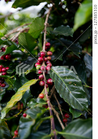 Farmer concept harvest ripe coffee seed robusta arabica berry close up fresh green leaf bean picking orange crop red yellow berries raw plant tree smart farm growth blur background eco organic garden Farmer concept harvest ripe coffee seed robusta arabica berry close up fresh green leaf bean picking orange crop red yellow berries raw plant tree smart farm growth blur background eco organic garden 127885310