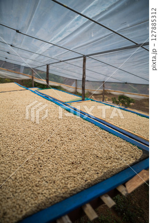 Farmer concept harvest ripe coffee seed robusta arabica berry close up fresh green leaf bean picking orange crop red yellow berries raw plant tree smart farm growth blur background eco organic garden Farmer concept harvest ripe coffee seed robusta arabica berry close up fresh green leaf bean picking orange crop red yellow berries raw plant tree smart farm growth blur background eco organic garden 127885312