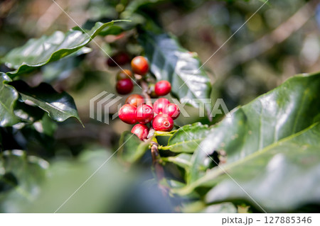 Farmer concept harvest ripe coffee seed robusta arabica berry close up fresh green leaf bean picking orange crop red yellow berries raw plant tree smart farm growth blur background eco organic garden 127885346