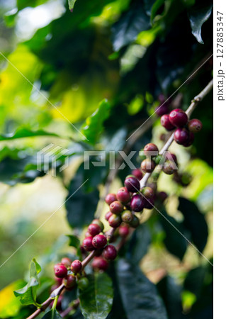 Farmer concept harvest ripe coffee seed robusta arabica berry close up fresh green leaf bean picking orange crop red yellow berries raw plant tree smart farm growth blur background eco organic garden 127885347