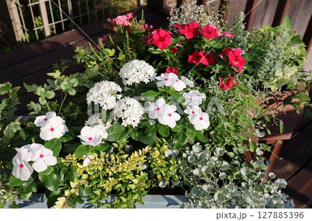 ニチニチソウの寄せ植え&寄せ鉢 ニチニチソウの寄せ植え&寄せ鉢 127885396