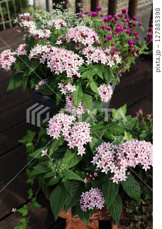 ペンタスの寄せ植え&寄せ鉢 ペンタスの寄せ植え&寄せ鉢 127885398