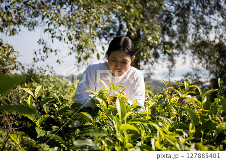 Business concept centers around fresh green tea reap background leaves organic farm with banner lush garden healthy plant tree leaves eco herbal farmer blur leaf plantation Freshness herbal natural 127885401