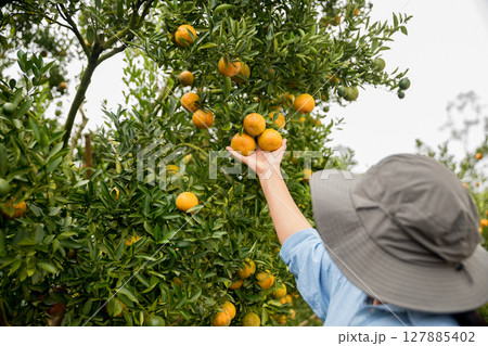 Business farm ripe orange concept farmer hand pick nature fruit citrus orchard mandarin tree growing organic lush leaves background green vibrant garden crop leaf laden branches plant close up growth 127885402