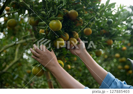 Business farm ripe orange concept farmer hand pick nature fruit citrus orchard mandarin tree growing organic lush leaves background green vibrant garden crop leaf laden branches plant close up growth Business farm ripe orange concept farmer hand pick nature fruit citrus orchard mandarin tree growing organic lush leaves background green vibrant garden crop leaf laden branches plant close up growth 127885403