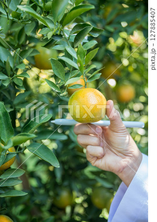 Business farm ripe orange concept farmer hand pick nature fruit citrus orchard mandarin tree growing organic lush leaves background green vibrant garden crop leaf laden branches plant close up growth 127885407