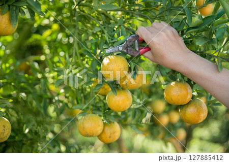 Business farm ripe orange concept farmer hand pick nature fruit citrus orchard mandarin tree growing organic lush leaves background green vibrant garden crop leaf laden branches plant close up growth Business farm ripe orange concept farmer hand pick nature fruit citrus orchard mandarin tree growing organic lush leaves background green vibrant garden crop leaf laden branches plant close up growth 127885412