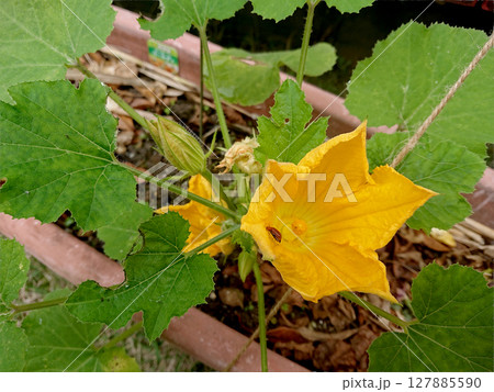 Zucchini flower 真夏の家庭菜園で育てる夏野菜，ズッキーニの花 - クローズアップ接写 127885590