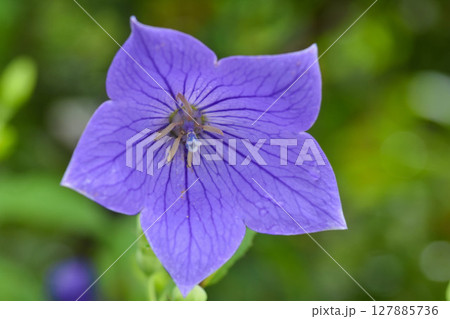 秋の七草　桔梗 127885736