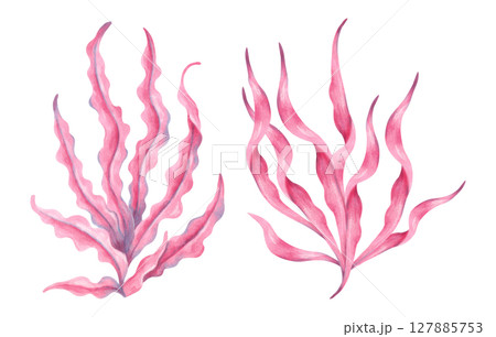 Pink underwater seaweed branch. Watercolor illustration. Ocean botanical plant clip art. Hand drawn isolated art. Marine flora natural form. Suitable for ecology, travel, children's design themes. 127885753