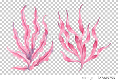 Pink underwater seaweed branch. Watercolor illustration. Ocean botanical plant clip art. Hand drawn isolated art. Marine flora natural form. Suitable for ecology, travel, children's design themes. 127885753