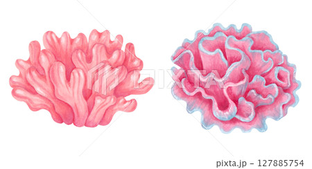 Peach, pink, green coral. Ocean coral reef, underwater animal of seabed. Watercolor style marker illustration. Hand drawn isolated art. Exotic marine ecosystem nature for packaging, travel guides. 127885754