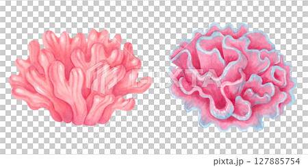 Peach, pink, green coral. Ocean coral reef, underwater animal of seabed. Watercolor style marker illustration. Hand drawn isolated art. Exotic marine ecosystem nature for packaging, travel guides. 127885754